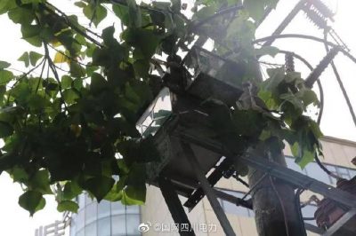 雁江供電公司修理10kV中晶二線上樹枝，變身“伐木工”