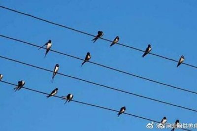 小鳥(niǎo)站在高壓電線上，不怕電？