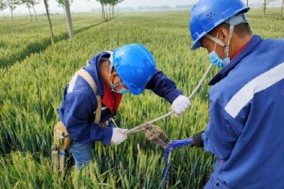 戰(zhàn)疫情 保供電#風(fēng)吹麥成浪，田間施工忙，周末不打烊，供電有保障